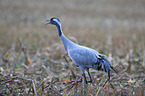 Eurasian crane