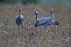 Eurasian cranes