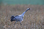 Eurasian crane