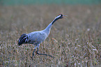 Eurasian crane