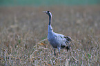 Eurasian crane