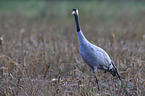 Eurasian crane