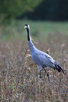 Eurasian crane