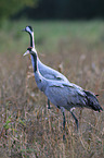 Eurasian cranes