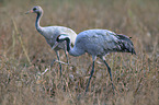 Eurasian cranes