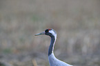 Eurasian crane