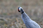Eurasian crane