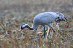 Eurasian crane