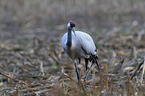 Eurasian crane