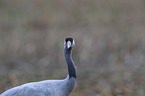 Eurasian crane