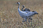 Eurasian cranes