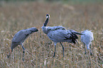 Eurasian cranes