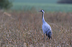 Eurasian crane