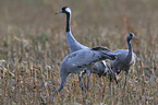 Eurasian cranes