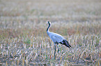 Eurasian crane