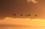 Eurasian cranes