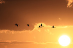 Eurasian cranes