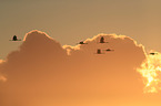 Eurasian cranes