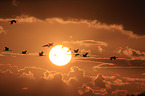 Eurasian cranes