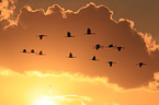 Eurasian cranes