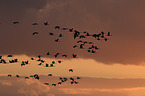 Eurasian cranes