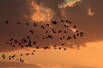 Eurasian cranes