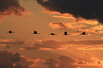 Eurasian cranes