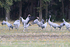common cranes