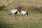 common cranes