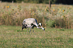 common cranes