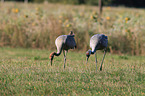 common cranes