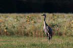common crane