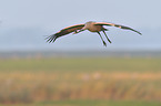 common crane