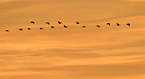 common cranes