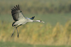 common crane