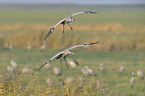 common cranes