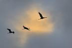 common cranes