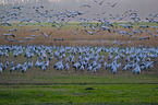 common cranes