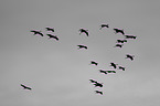 common cranes
