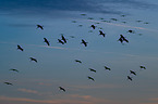 common cranes