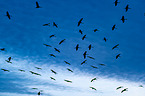 common cranes