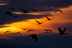 common cranes