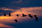 common cranes