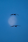 common cranes