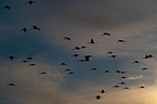 common cranes