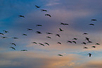 common cranes