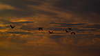 common cranes
