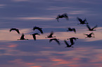 common cranes