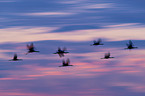 common cranes