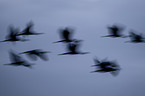 common cranes
